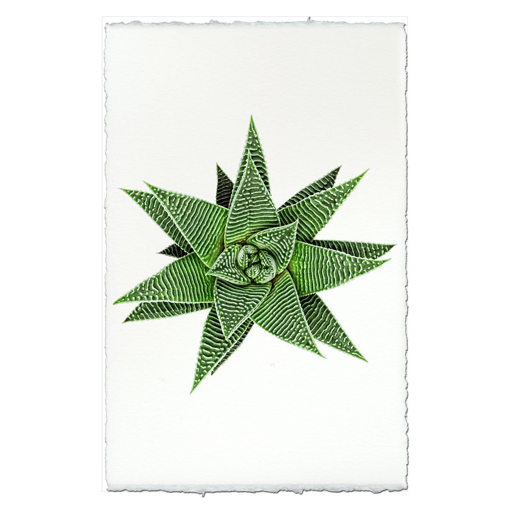 Succulent #12 (Haworthia Wondera Miami)