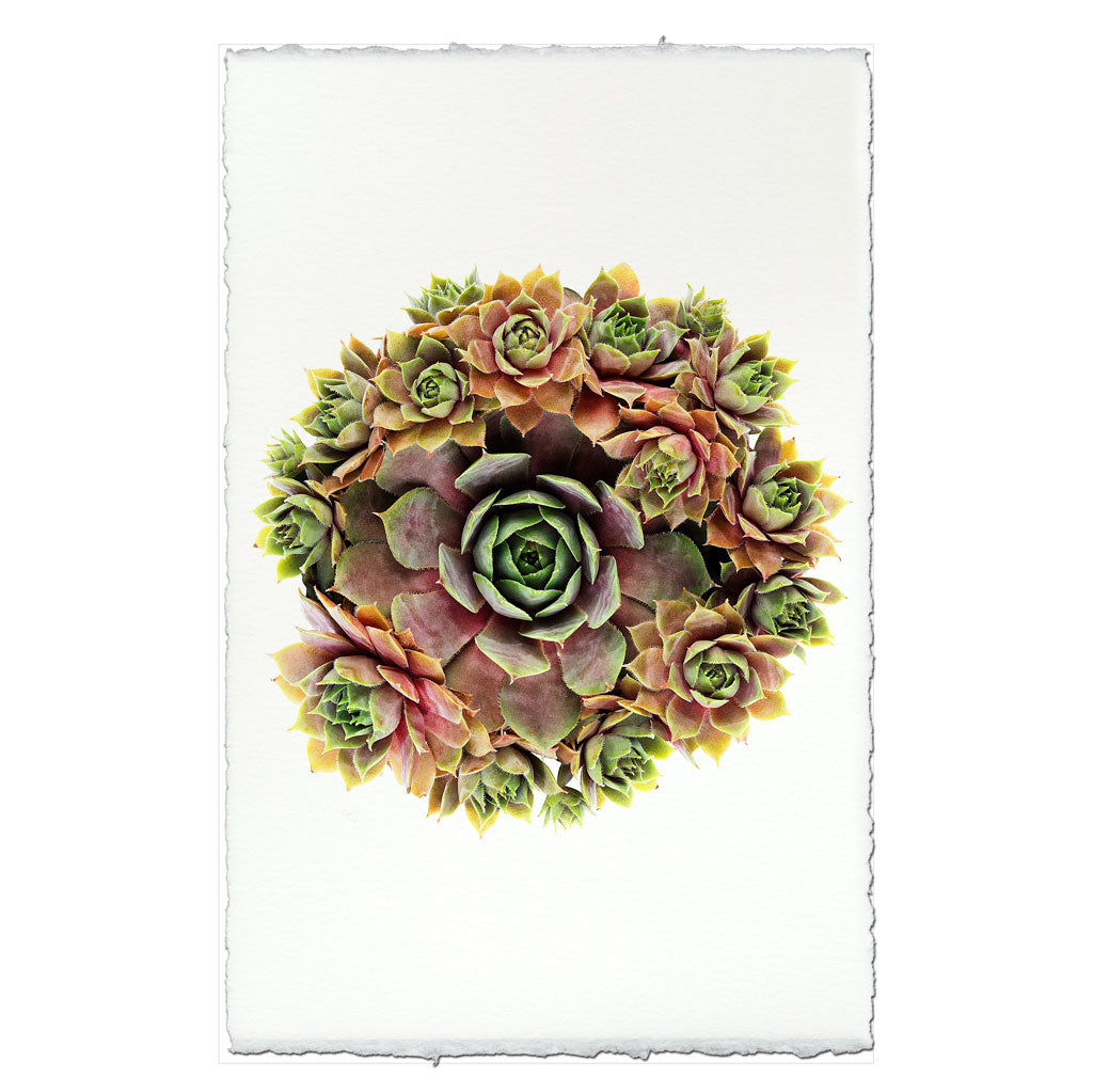 Succulent #1 (S. Pupureum)