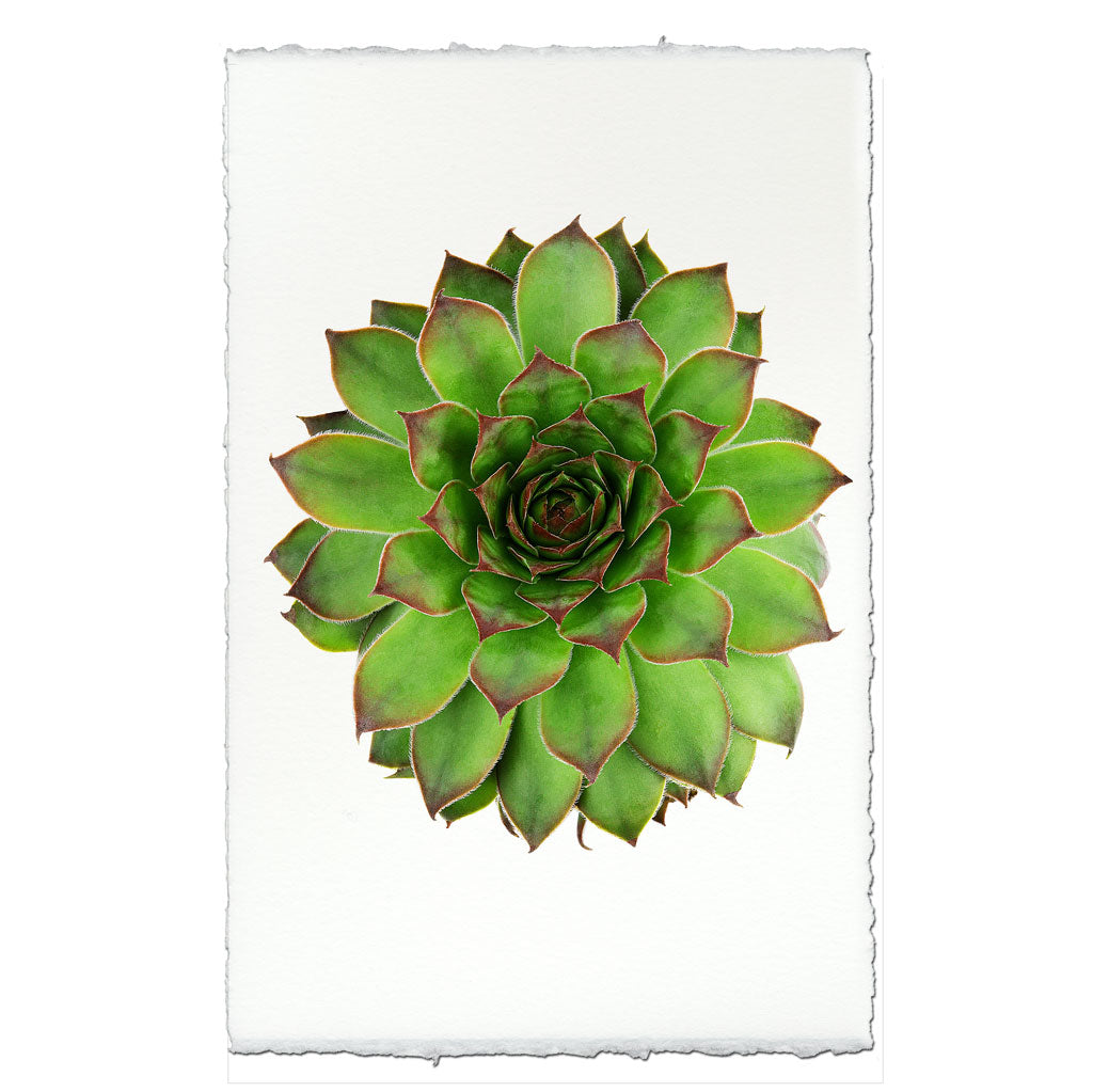 Succulent #2 (S. Mahogany)