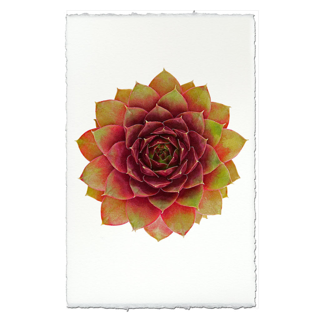 Succulent #3 (Jungle Fire)