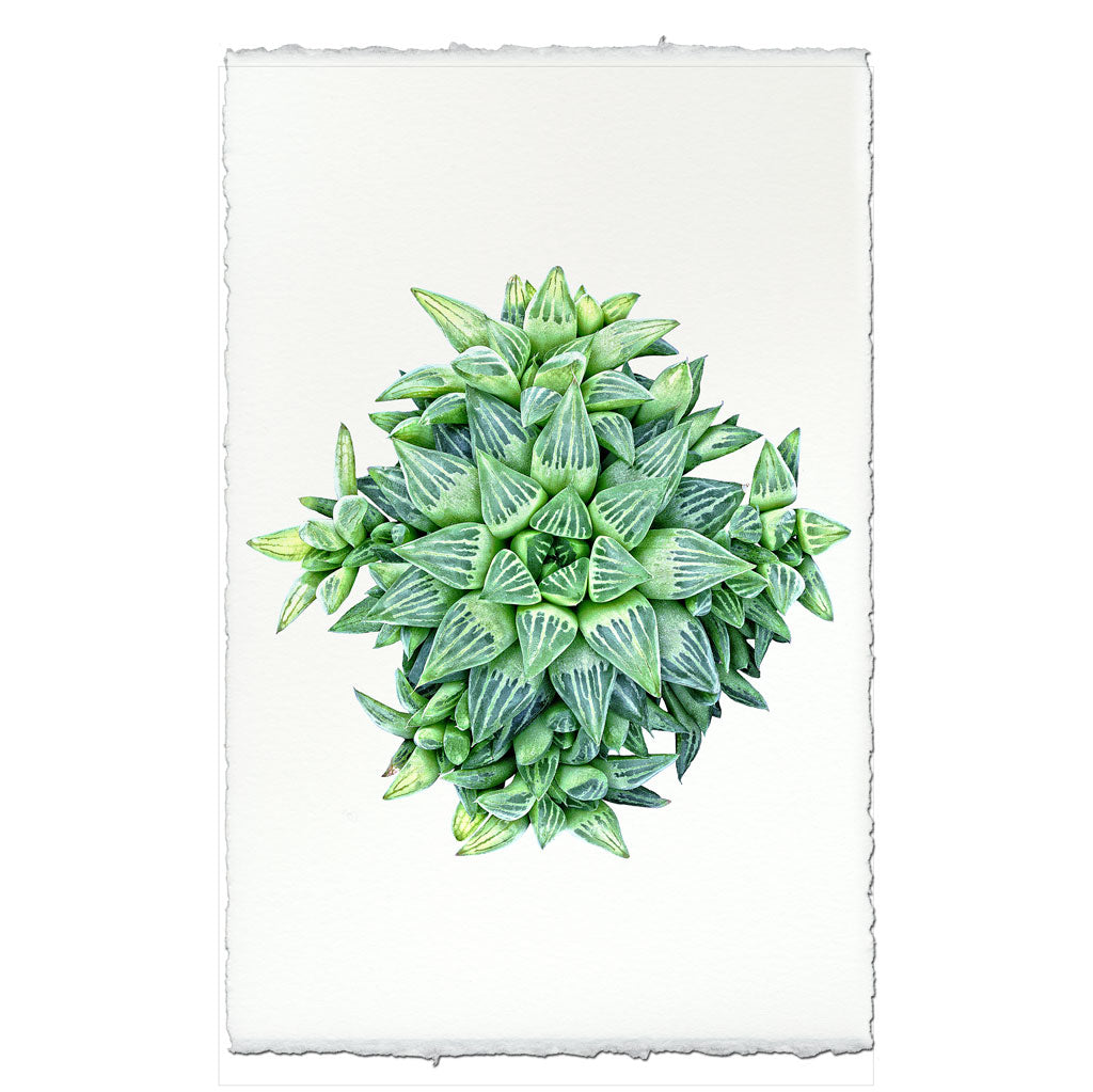 Succulent #4 (Haworthia Star)