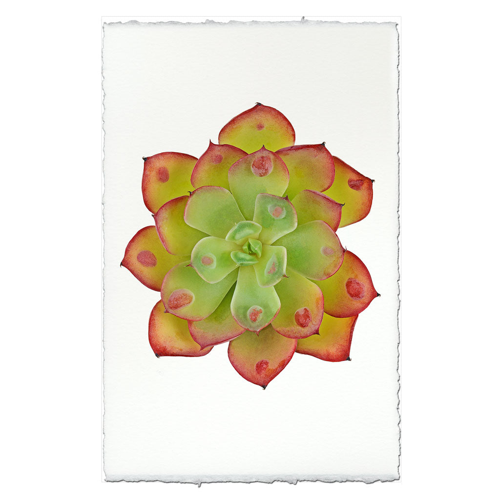 Succulent #8 (E. Raindrop)