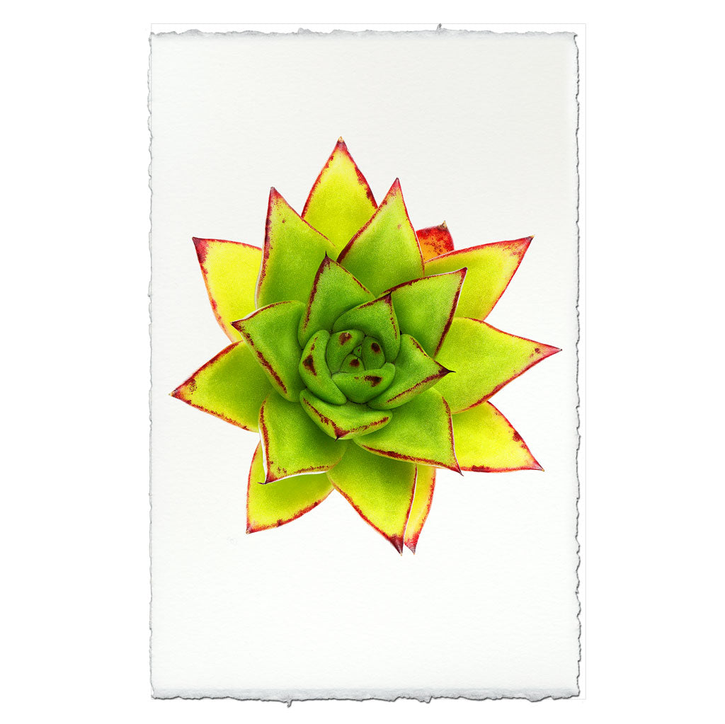 Succulent #9 (E. Agavoides Morgain)