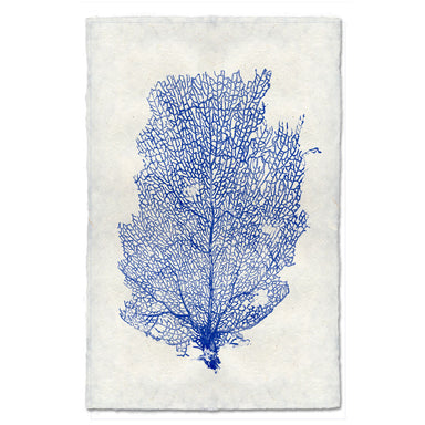 Sea Fan #2 coastal wall art print — fine art coastal photography on handmade paper, San Francisco