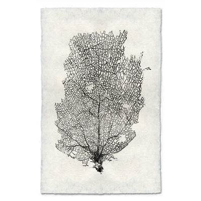 Sea Fan #2