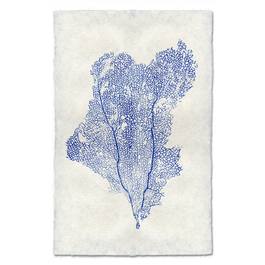 Sea Fan #1 coastal wall art print — fine art coastal photography on handmade paper, San Francisco