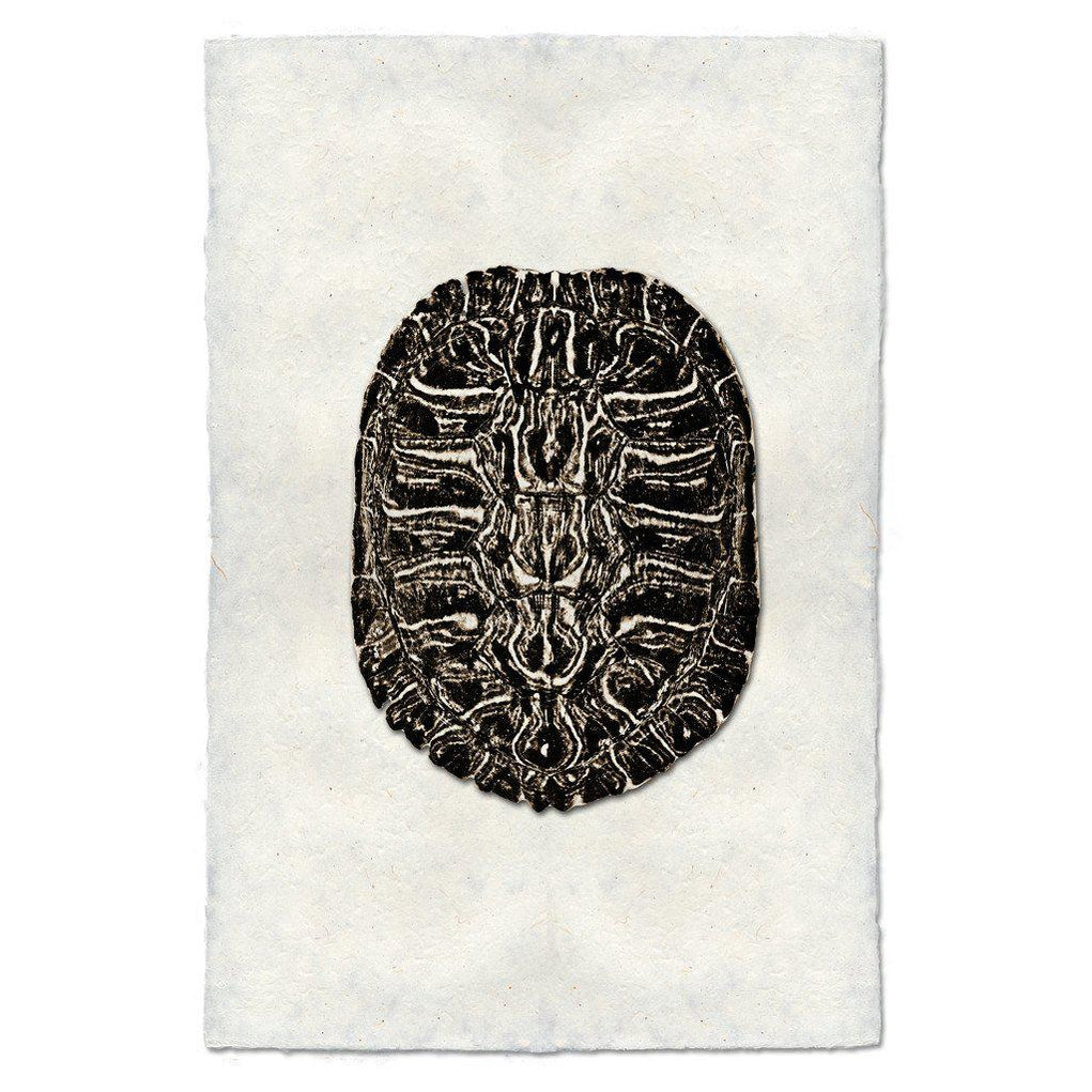 Turtle Shells — BARLOGA STUDIOS- fine photographs on intriguing papers