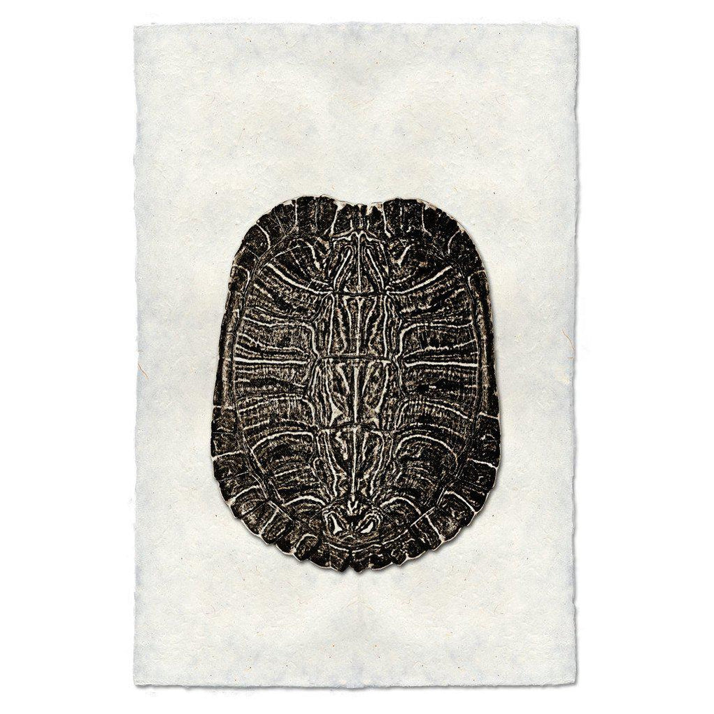 Turtle Shells — BARLOGA STUDIOS- fine photographs on intriguing papers