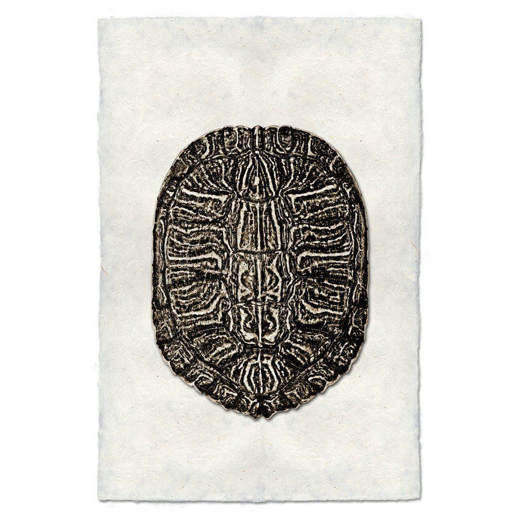 Turtle Shells — BARLOGA STUDIOS- fine photographs on intriguing papers