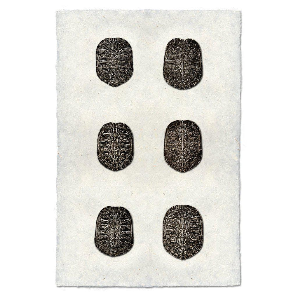Turtle Shells — BARLOGA STUDIOS- fine photographs on intriguing papers