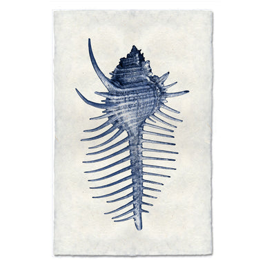 Spiny Murex coastal wall art print — fine art coastal photography on handmade paper, San Francisco