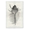 Spiny Murex