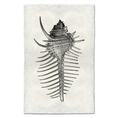 Spiny Murex