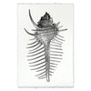 Spiny Murex