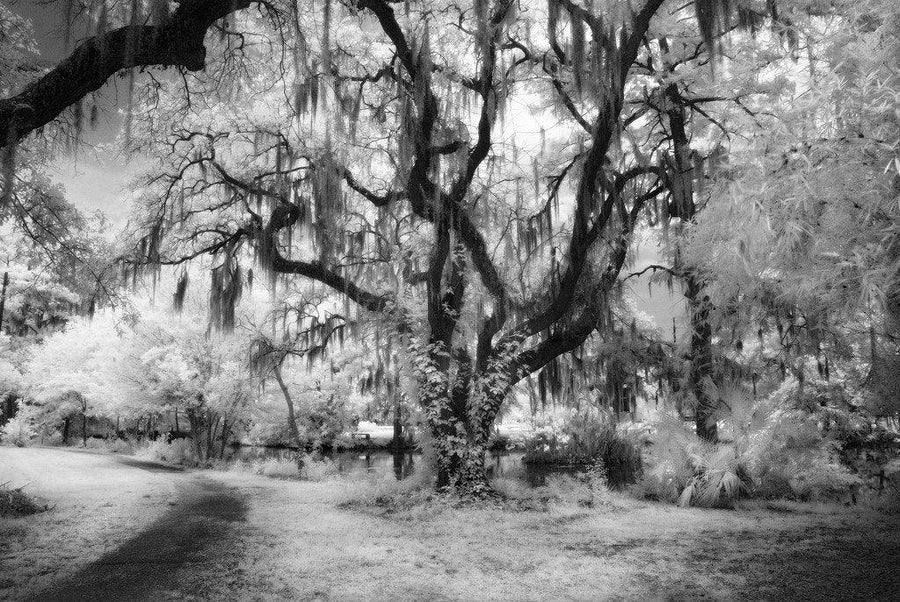 Spanish Moss- New Orleans, LA