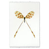 Spoonfly