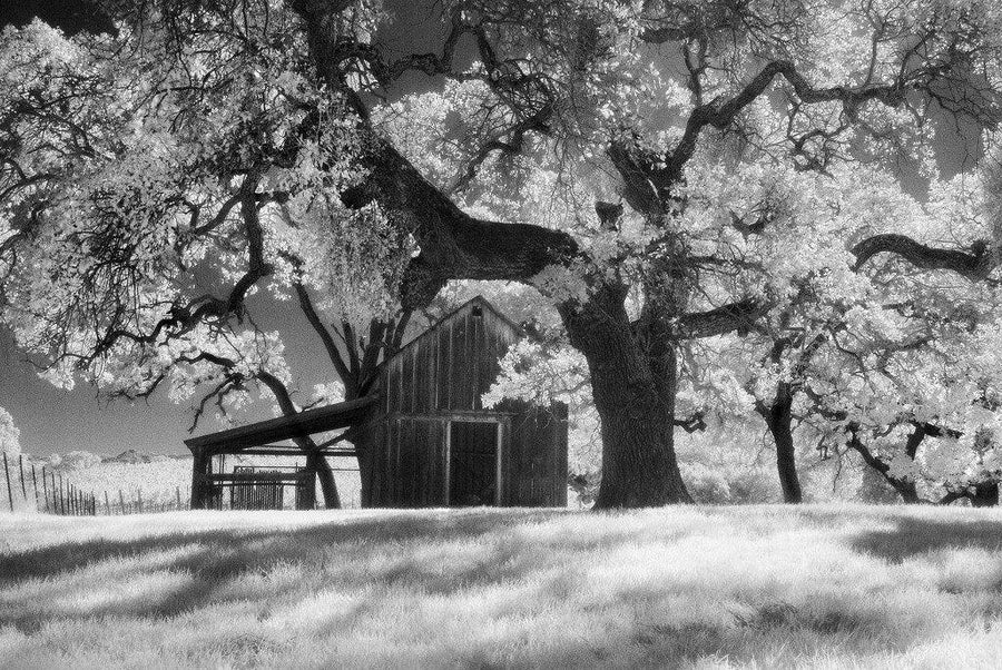 Summer Light - Livermore, CA