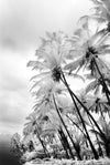Swaying Palms - Taveuni, Fiji
