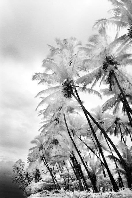 Swaying Palms - Taveuni, Fiji