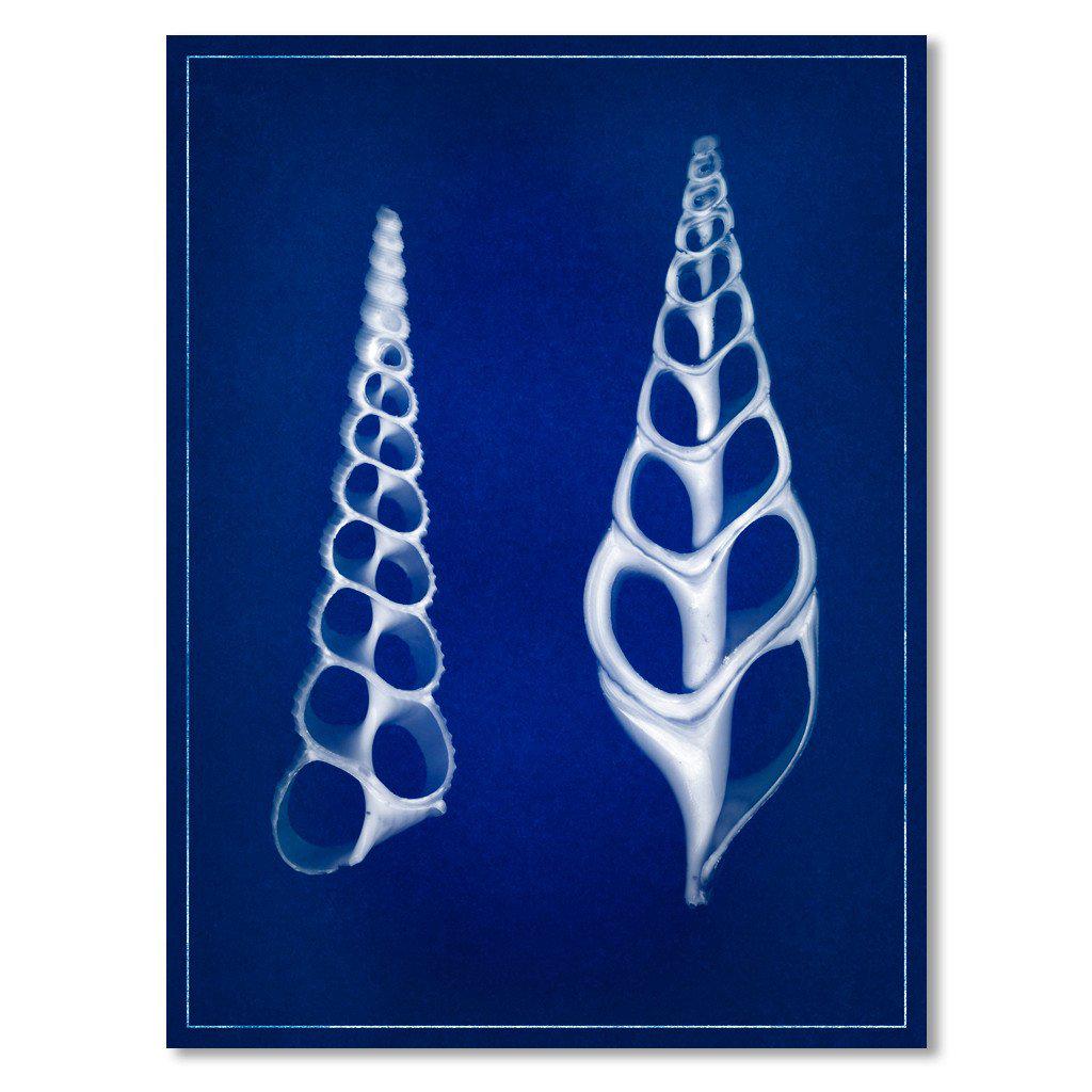Two Shells blue print