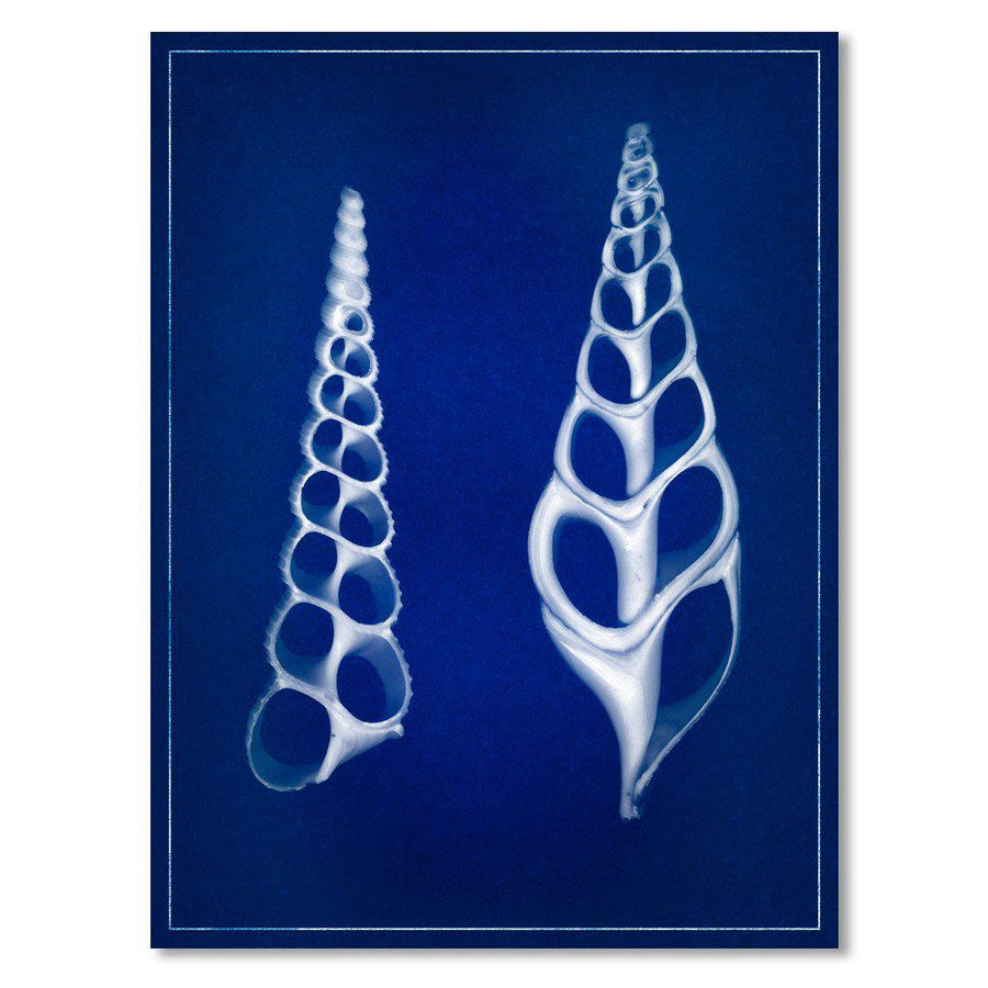 Two Shells blue print