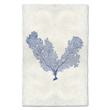 V Shaped Sea Fan coastal wall art print — fine art coastal photography on handmade paper, San Francisco