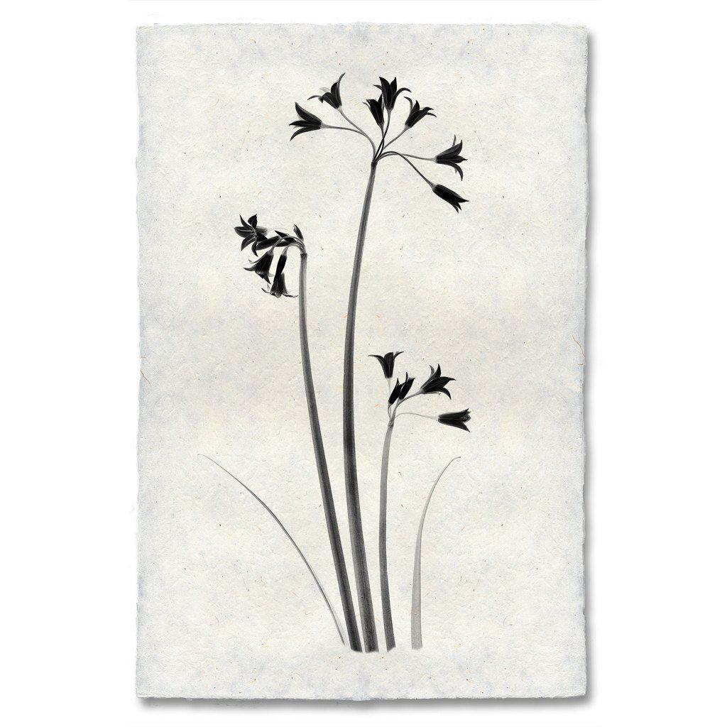 Wild Onion