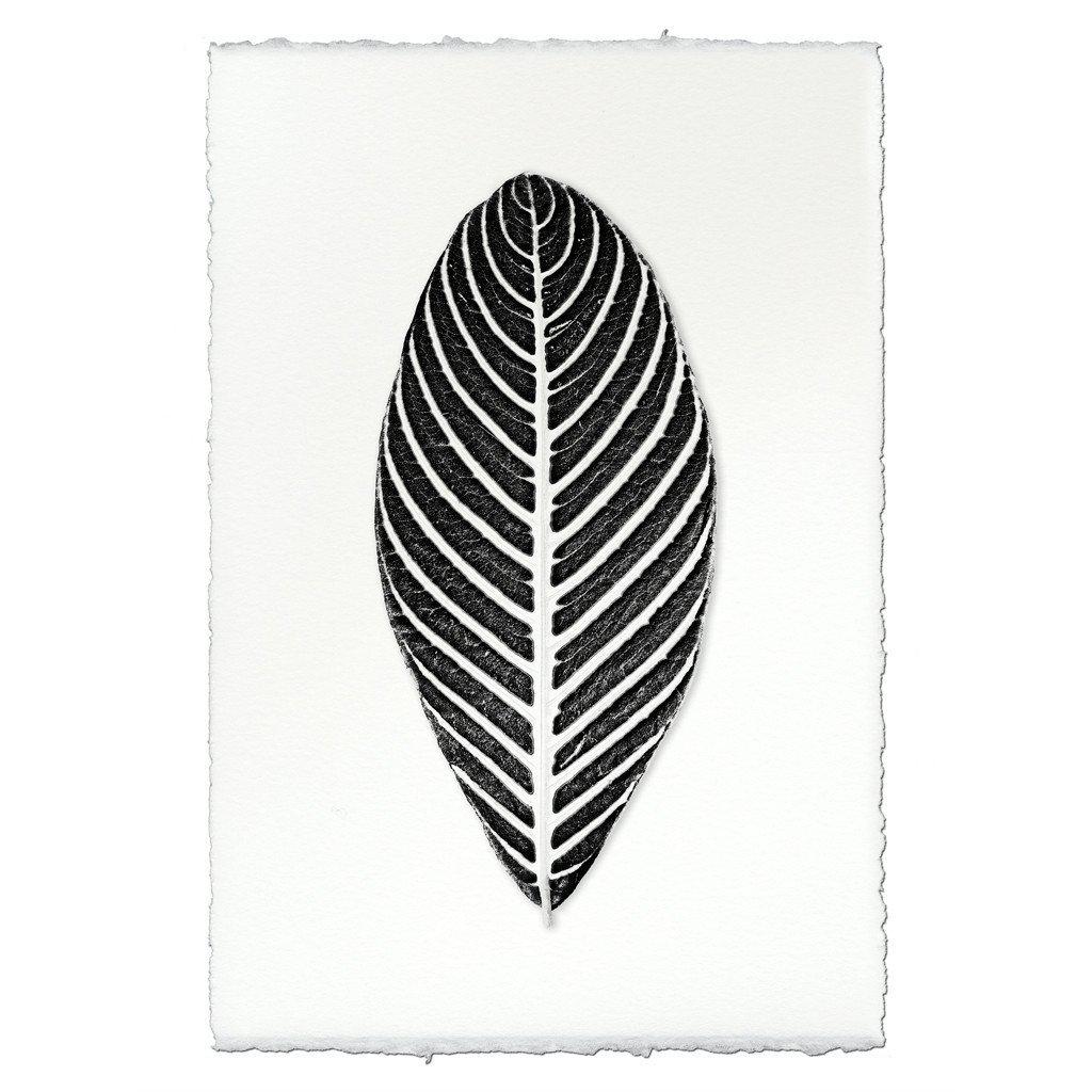 Barloga Botanical — BARLOGA STUDIOS- fine photographs on intriguing papers