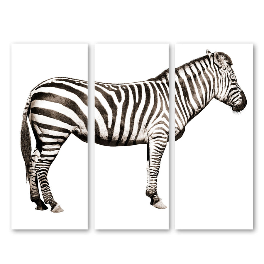 Zebra Trilogy
