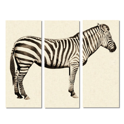 Zebra Trilogy